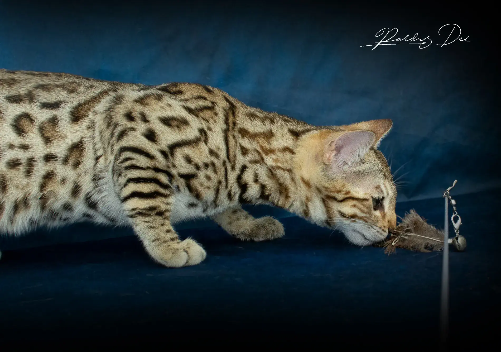 chaton bengal